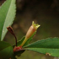 Sonerila rhombifolia Thwaites